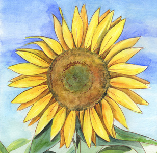 绘画向日葵教案图片