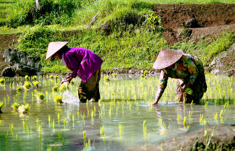 印尼稻米工人图片