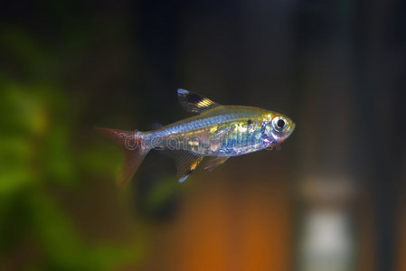 x射线四热带鱼照片