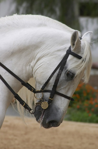 西班牙安达卢西亚的马