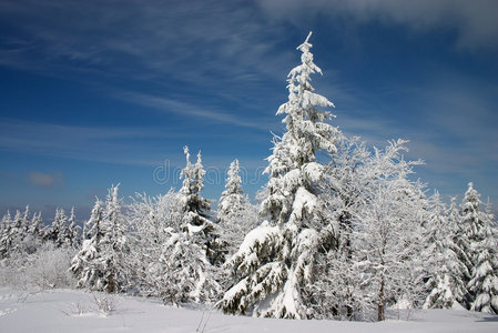 冬季土地和雪树