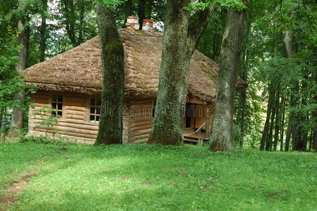 茂密森林中有稻草屋顶的老房子照片