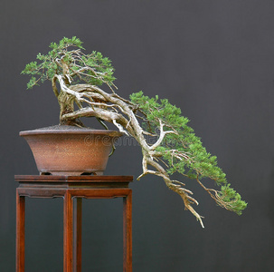 红梅盆景图片-红梅盆景素材-红梅盆景插画-摄图新视界