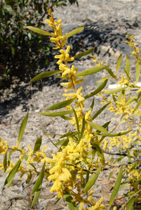 澳洲山茱萸，春季岩石上开黄花