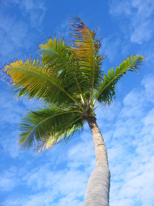 棕榈树2