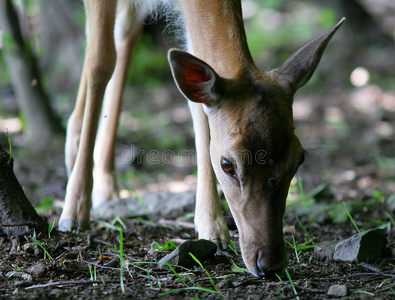 一片绿地绿色背景森林里阳光明媚的可爱小鹿小鹿母鹿和小鹿在草地上鹿