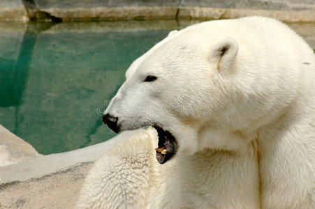 北极熊咆哮的侧视图