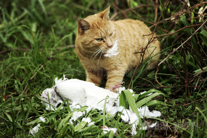 猫和鸽子的猎物