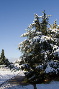 冬季雪景