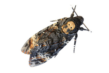 死神头鹰蛾照片