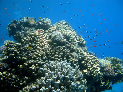 珊瑚形成和五彩鱼