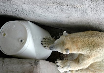 顽皮的北极熊