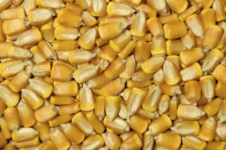 玉米胚芽图片
