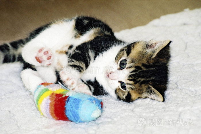 可爱的小猫在玩耍