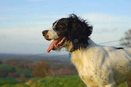 英国斯普林格猎犬图片