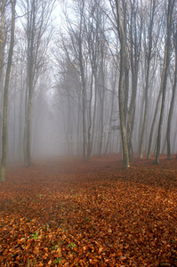 森林迷雾2