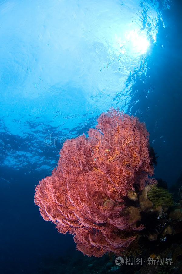 五颜六色的戈尔戈