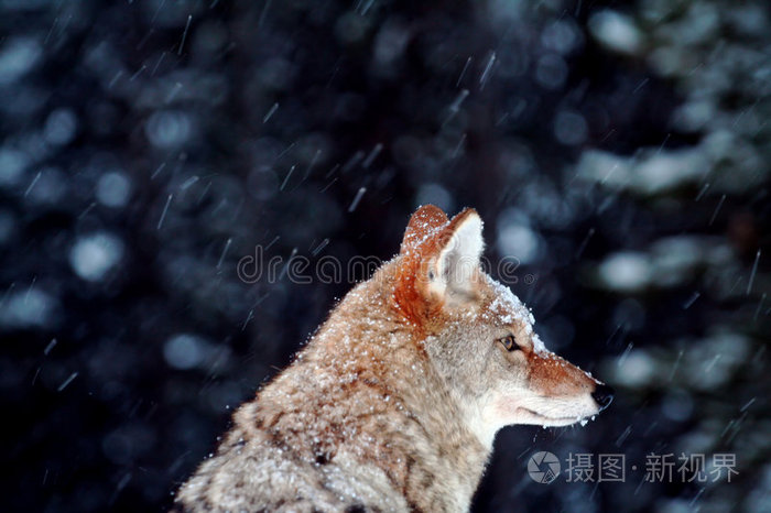 下载小样发票合同问题/举报野狼跳狼冬狼野狼郊狼和野牛捷克斯洛伐克