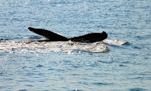 海里的鲸鱼尾巴