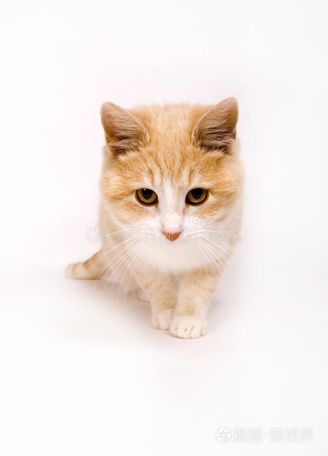 白色的黄色小猫