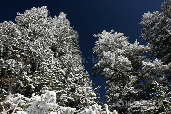 暴风雨后被雪覆盖的松树