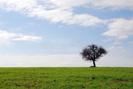 绿野蓝天孤树