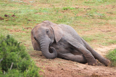 休息的大象