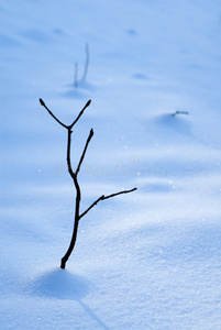 雪枝