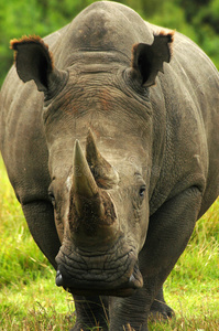 effusion无泄漏手绘打扮时髦风格犀牛有趣的家庭坎坪室内体育场矢量