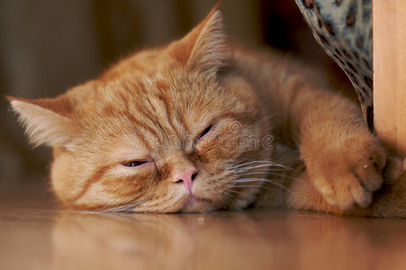 打盹的猫图片-打盹的猫素材-打盹的猫插画-摄图新视界