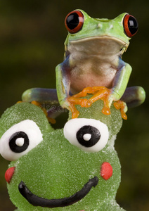 青蛙vs.青蛙
