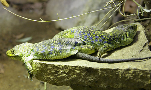 斑点的蜥蜴图片