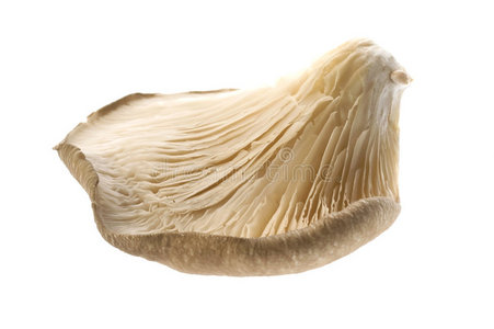 蘑菇牡蛎