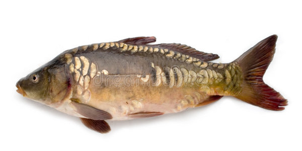 鲤图片-鲤素材-鲤插画-摄图新视界