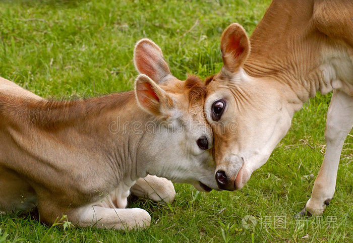 友好的战斗照片-正版商用图片0h4aa5-摄图新视界
