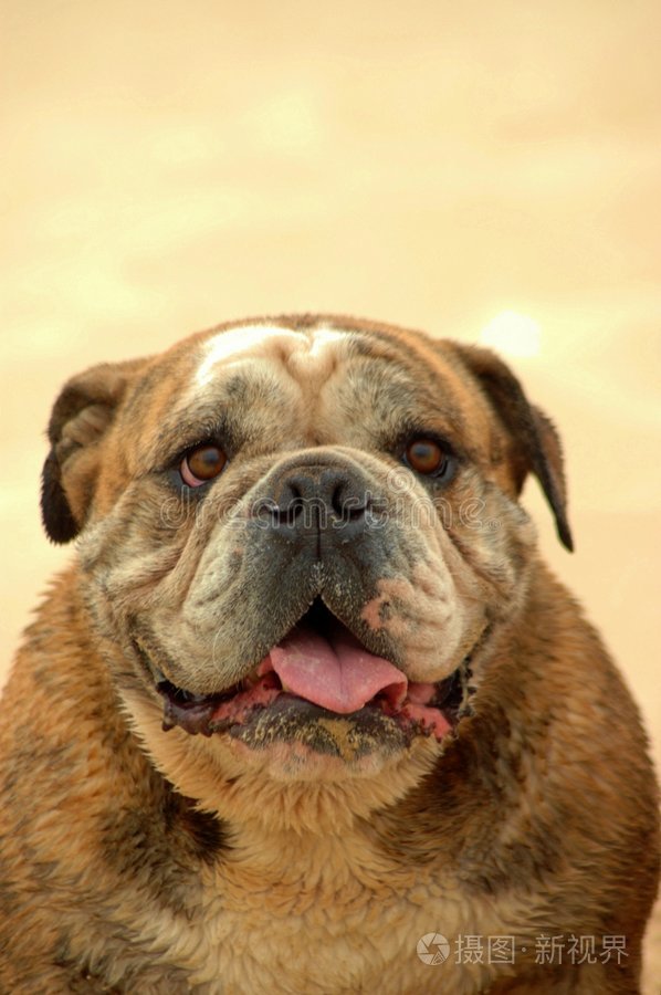 斗牛犬肖像