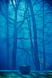 浓雾中的树木。