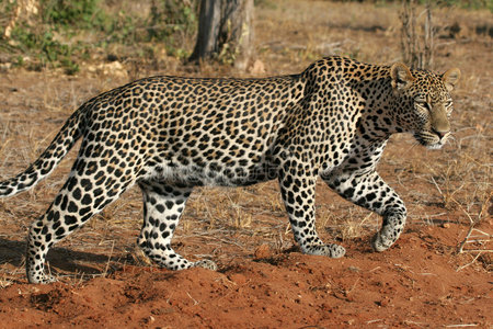 野豹子被夹住图片