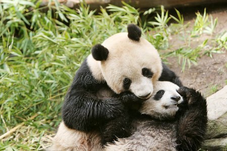 熊猫和幼崽