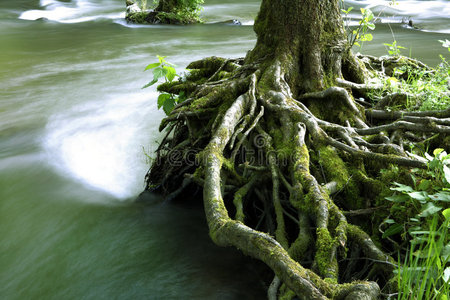 腐烂的树根图片