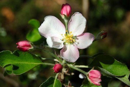 苹果花