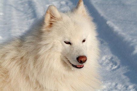 极地的狗图片
