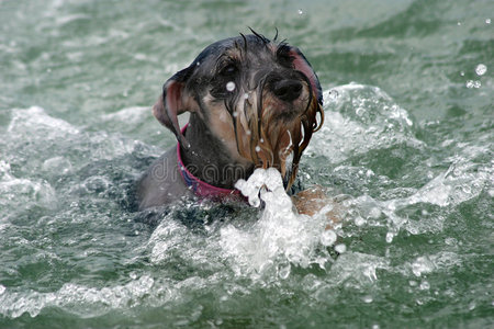 在海里游泳的狗