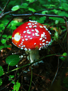 医学 蘑菇 木耳 木材 危险 真菌 植物区系 冠军
