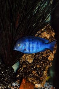 水族馆中的蝉鱼照片