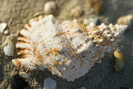 海螺壳在沙子里。