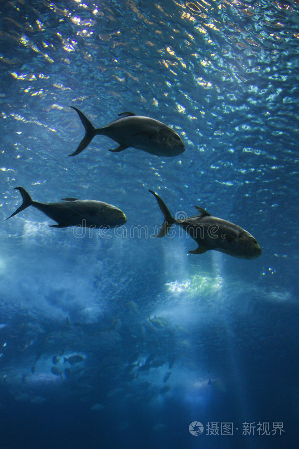 在水里游泳的鱼