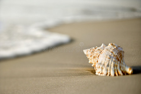 沙面海螺壳