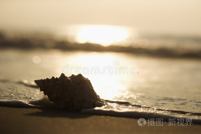 海滩海螺壳