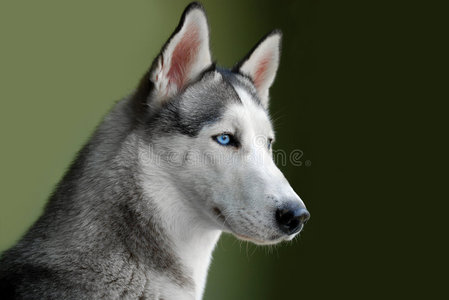 蓝眼睛西伯利亚哈士奇犬